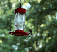 Hummingbirds GIFs - Get the best GIF on GIPHY Hummingbirds GIFs - Get the best GIF on GIPHY