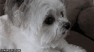 dogs tongues GIF