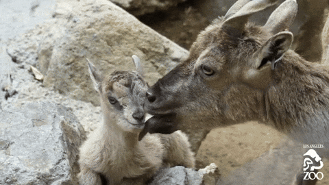 images Animated Funny Goat Gif primo gif