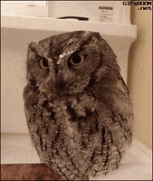hat owl GIF