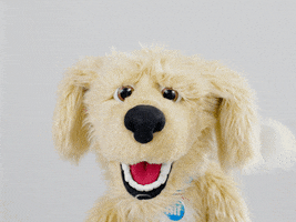 Dog Wag Love GIF by HIF Australia