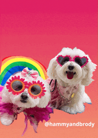 hammyandbrody-dogs-maltese-hammy-and-brody-2tznxyfezt1UM4SZMb
