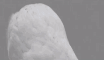 Khwhojoke GIF