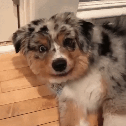 Dog Smile GIF