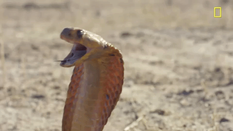 Cobra GIFs - Get the best GIF on GIPHY