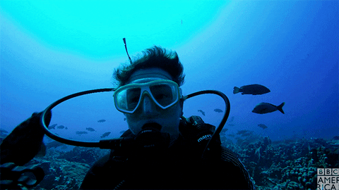 Giphy - blue planet fish GIF by BBC America