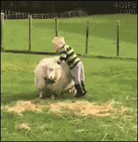 Kid Sheep GIF