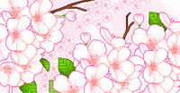 Cherry blossom GIF - Find on GIFER