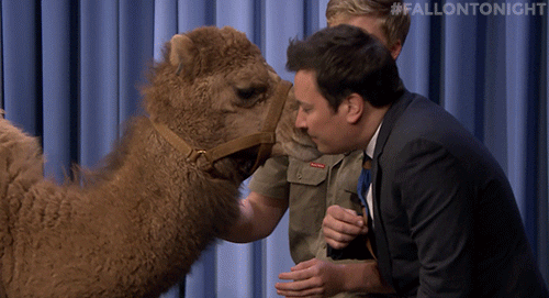 Camel Kisses GIFs - Get the best GIF on GIPHY