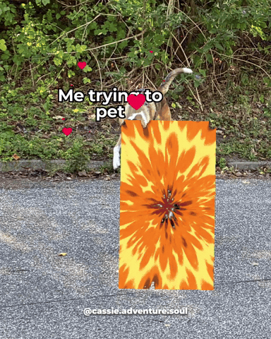 Cat GIF