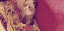 Video gif. A little kitten is very scared at what's approaching it and it quickly backs up and scurries into a corner, their blues eyes shining in fear.