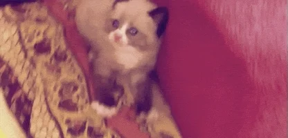   reactions scared kitten fear GIF