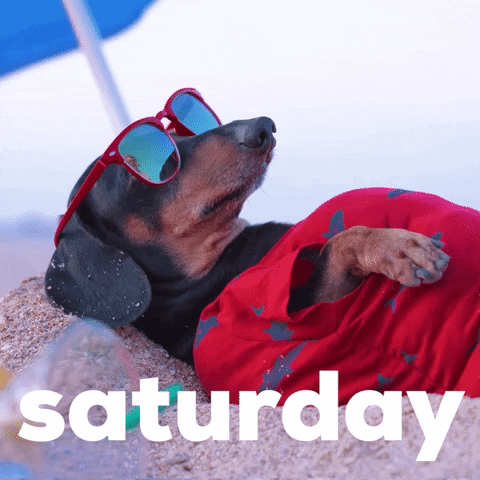 Video gif. Dachshund wearing sunglasses and a red t-shirt lounges on a sandy beach under a blue beach umbrella. The dachshund turns to look at us and the glasses fall off its head. Text, "Saturday."