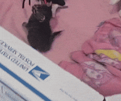 Cats Falling Over GIF