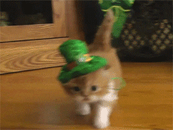 St Patricks Day Cat GIF - Find & Share on GIPHY