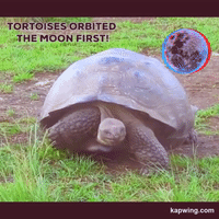 tortoise spacefdnedu GIF by Space Foundation Discovery Center
