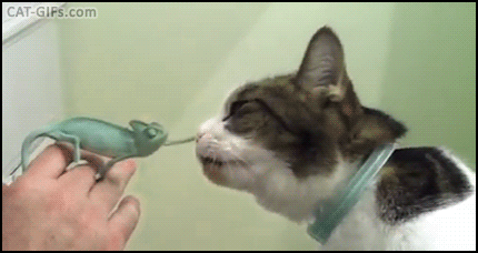cat animal friendship GIF