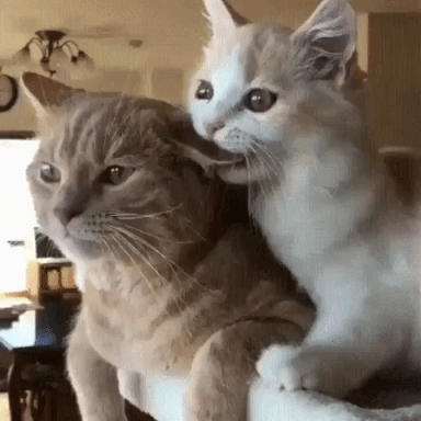 Kitty Love Gifs Get The Best Gif On Giphy