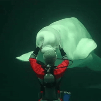squishy beluga whale GIF