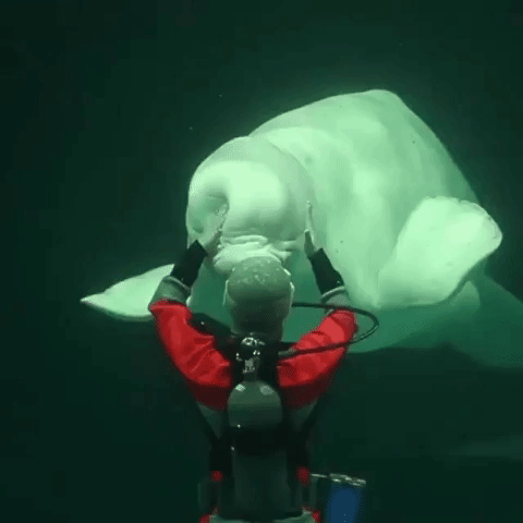 Beluga Whale Lol GIF