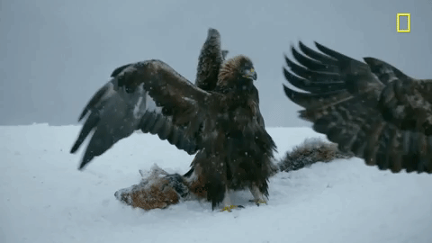Hostile Planet: Mountains by National Geographic TV | GIPHY