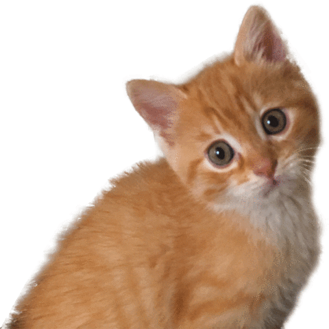 Cat Wtf Sticker by Qappuccino