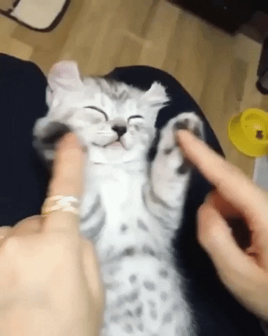 Cat Kitten GIF by MOODMAN - Find & Share on GIPHY