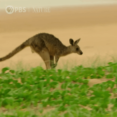 Hopping Wild Animals GIF by Nature on PBS