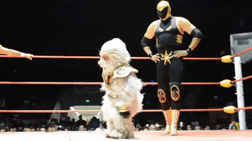 excited luchador GIF by MANGOTEETH