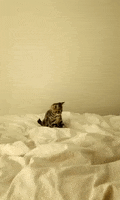 kitten jump GIF