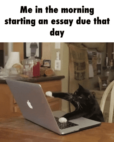 essay