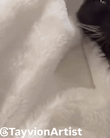 Cat Meme GIF
