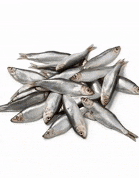 Arcadys-sardine-astara-sprats-36IZIYsRDbmx1YPSSu