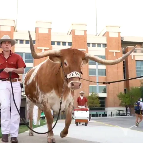 giphy.webp?cid=6c09b9526pqj8kxzc8iey8ioj