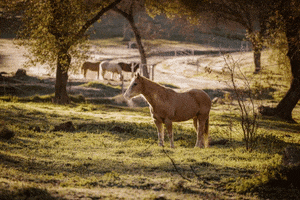 Horse Ranch Breathing Frosty Morning GIF