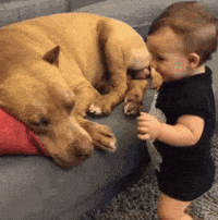 Cute-baby-animal GIFs - Get the best GIF on GIPHY