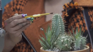 plant cactus GIF by Fuse