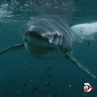 Water Swimming GIF by Shark Week