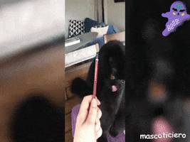 El Gato Con Ojos Naranjas GIF