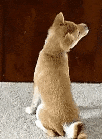 Video gif. Shiba Inu dog hears someone call its name and it looks around for the person but instead of turning its head, it cranks its neck backwards and looks at the person upside down.