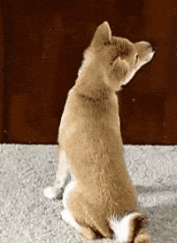 Gif Image