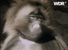 ape GIF by WDR