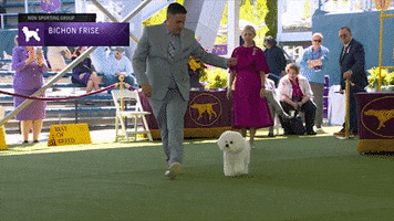Bichon Frise Dogs GIF by Westminster Kennel Club