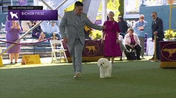 Bichon Frise Dogs GIF by Westminster Kennel Club