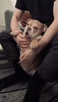 Peggy the Bulldog Puppy Really Loves Getting Belly Rubs