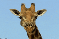 200w.gif?cid=790b76115cf9ccce5035506763d5d372&rid=200w.gif