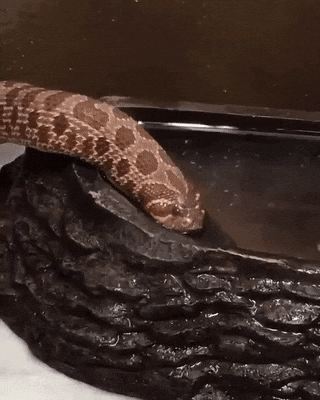 Snake-sticker GIFs - Get the best GIF on GIPHY