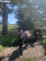 Horse Gives Owner A Mud Bath GIF by ViralHog
