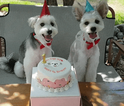 happy birthday dogs cake