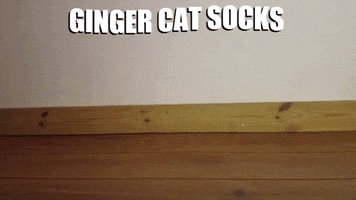 Gingercat Catsocks GIF by catnipy